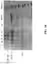 Fig. 12 - Antimicrobial hevamine A-related compositions and methods
