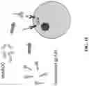 Fig. 13 - Antimicrobial hevamine A-related compositions and methods