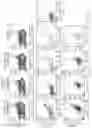 Fig. 21 - METHODS AND COMPOSITIONS FOR SUSTAINED IMMUNOTHERAPY