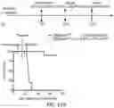 Fig. 35 - Hyperactive Dendritic Cells Enable Durable Adoptive Cell Transfer-Based Anti-Tumor Immunity