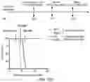 Fig. 37 - Hyperactive Dendritic Cells Enable Durable Adoptive Cell Transfer-Based Anti-Tumor Immunity