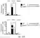 Fig. 38 - Hyperactive Dendritic Cells Enable Durable Adoptive Cell Transfer-Based Anti-Tumor Immunity