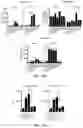 Fig. 42 - Hyperactive Dendritic Cells Enable Durable Adoptive Cell Transfer-Based Anti-Tumor Immunity