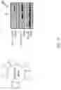 Fig. 07 - CHIMERIC RECEPTOR PROTEINS AND USES THEREOF