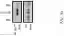 Fig. 25 - CHIMERIC RECEPTOR PROTEINS AND USES THEREOF