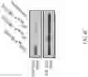 Fig. 30 - CHIMERIC RECEPTOR PROTEINS AND USES THEREOF