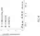 Fig. 39 - CHIMERIC RECEPTOR PROTEINS AND USES THEREOF