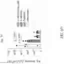 Fig. 50 - CHIMERIC RECEPTOR PROTEINS AND USES THEREOF