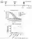 Fig. 04 - FcRn-targeted mucosal vaccination against RSV