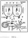 Fig. 05 - FcRn-targeted mucosal vaccination against RSV