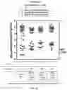 Fig. 10 - HUMAN CYTOMEGALOVIRUS VACCINE