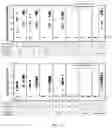 Fig. 17 - HUMAN CYTOMEGALOVIRUS VACCINE