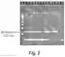 Fig. 03 - Compositions, Methods and Kits for Eliciting an Immune Response