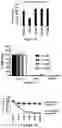 Fig. 05 - USE OF MEMBRANE INHIBITORS TO ENHANCE VACCINE DEVELOPMENT AGAINST ENVELOPED VIRUSES