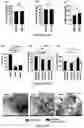 Fig. 07 - USE OF MEMBRANE INHIBITORS TO ENHANCE VACCINE DEVELOPMENT AGAINST ENVELOPED VIRUSES