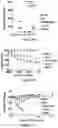Fig. 12 - USE OF MEMBRANE INHIBITORS TO ENHANCE VACCINE DEVELOPMENT AGAINST ENVELOPED VIRUSES