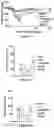 Fig. 13 - USE OF MEMBRANE INHIBITORS TO ENHANCE VACCINE DEVELOPMENT AGAINST ENVELOPED VIRUSES