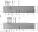 Fig. 04 - PROTEIN-MACROMOLECULE CONJUGATES AND METHODS OF USE THEREOF