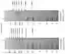 Fig. 05 - PROTEIN-MACROMOLECULE CONJUGATES AND METHODS OF USE THEREOF