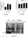 Fig. 09 - MEDICAL USES OF THIOL-FUNCTIONALIZED POLYGLYCEROL DERIVATIVES