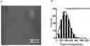 Fig. 01 - Immunomodulatory nanofilaments