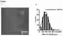 Fig. 02 - Immunomodulatory nanofilaments