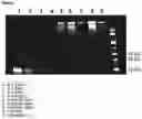 Fig. 05 - Immunomodulatory nanofilaments