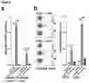 Fig. 14 - Immunomodulatory nanofilaments