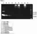Fig. 18 - Immunomodulatory nanofilaments