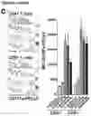 Fig. 23 - Immunomodulatory nanofilaments