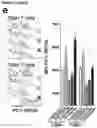 Fig. 25 - Immunomodulatory nanofilaments