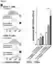 Fig. 26 - Immunomodulatory nanofilaments