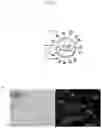 Fig. 03 - CARDIOPROTECTIVE MICROBUBBLE-LIPOSOMAL DRUG COMPLEXES