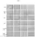 Fig. 12 - CARDIOPROTECTIVE MICROBUBBLE-LIPOSOMAL DRUG COMPLEXES