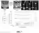 Fig. 12 - COMPOSITIONALLY DEFINED PLASMID DNA/POLYCATION NANOPARTICLES AND METHODS FOR MAKING THE SAME