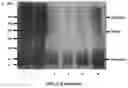 Fig. 07 - Upconversion nanoparticle peptide conjugates