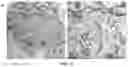Fig. 08 - Upconversion nanoparticle peptide conjugates