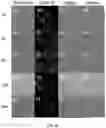 Fig. 100 - Upconversion nanoparticle peptide conjugates