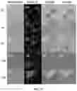 Fig. 102 - Upconversion nanoparticle peptide conjugates