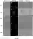 Fig. 104 - Upconversion nanoparticle peptide conjugates