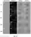 Fig. 106 - Upconversion nanoparticle peptide conjugates