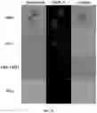 Fig. 110 - Upconversion nanoparticle peptide conjugates