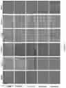 Fig. 113 - Upconversion nanoparticle peptide conjugates
