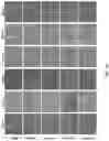 Fig. 114 - Upconversion nanoparticle peptide conjugates