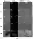 Fig. 14 - Upconversion nanoparticle peptide conjugates