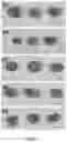 Fig. 16 - Upconversion nanoparticle peptide conjugates