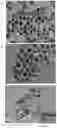 Fig. 23 - Upconversion nanoparticle peptide conjugates