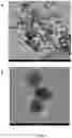 Fig. 24 - Upconversion nanoparticle peptide conjugates