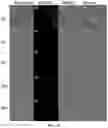 Fig. 80 - Upconversion nanoparticle peptide conjugates