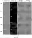 Fig. 82 - Upconversion nanoparticle peptide conjugates
